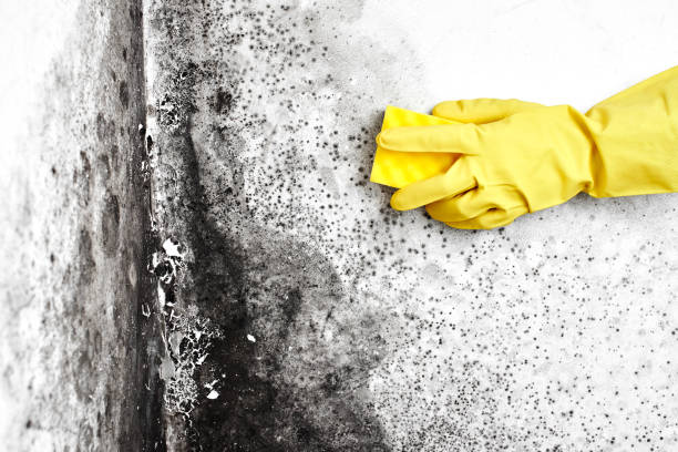 Best Basement Mold Remediation in Guntown, MS