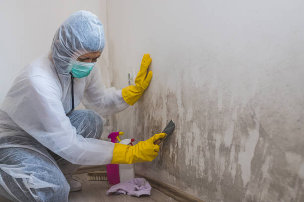 Reliable Guntown, MS Mold Remediation Solutions