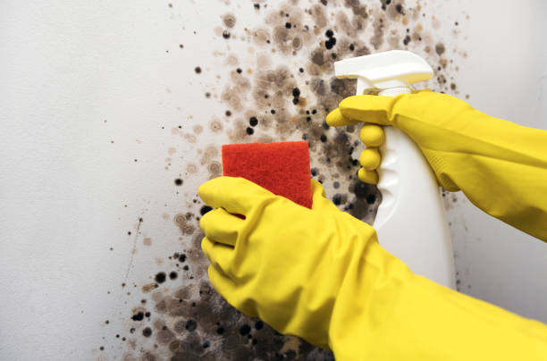 Best Residential Mold Remediation in Guntown, MS