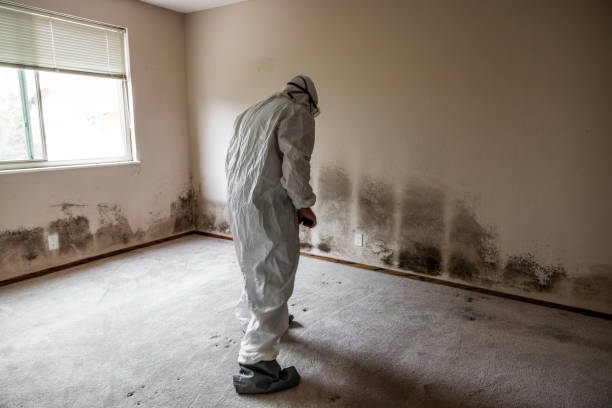 Best Mold Remediation for Specific Building Types in Guntown, MS