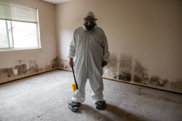 Best Commercial Mold Remediation in Guntown, MS