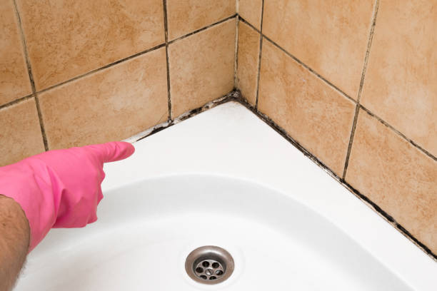 Best Insurance-Related Mold Remediation in Guntown, MS
